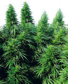 Ruderalis Skunk Regulär
