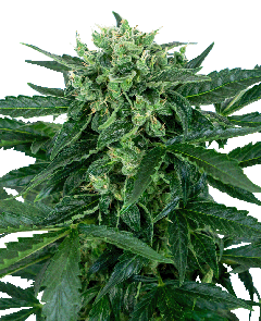 Sensi Seeds Sensi Amnesia automatic Hanfsamen Blüte

