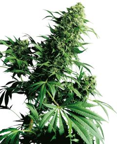 sensi seeds Shiva Shanti hanfpflanze