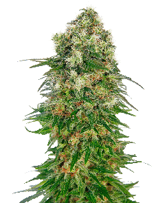 Sensi Seeds Shiva Skunk automatic Hanfsamen Blüte