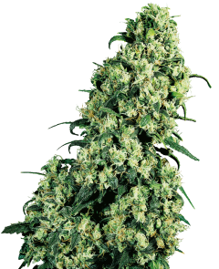 Sensi Seeds Skunk #1 reguläre Hanfsamen Blüte