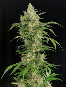 Serious Seeds Seriosa feminisierte Hanfsamen