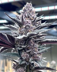 Solfire Gardens Pink Milk Feminisierte Cannabissamen Blüte
