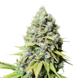 Super Sativa Seed Club Kosher Haze Feminisierte Hanfsamen