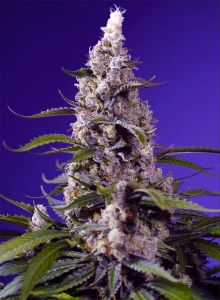 Sweet Seeds Banana Cream Cake Automatic Cannabissblüte