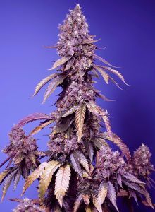 Black Muffin F1 Fast Feminisiert