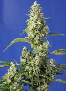 Sweet Seeds Gorilla Girl XL automatic Hanfsamen