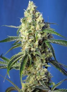 Sweet Seeds Green Poison CBD Feminisierte Hanfsamen