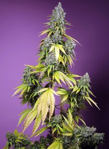 Sweet Seeds Jet Fuel Mandarine XL Automatic Hanfsamen Cannabisblüte