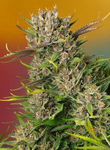 Sweet Seeds Papaya Zoap Automatic Hanfsamen Cannabisblüte