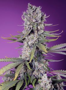 Papaya Zoap F1 Fast Feminisiert