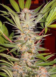 Sweet Seeds S.A.D. Sweet Afgani Delicious S1 Feminisierte Hanfsamen