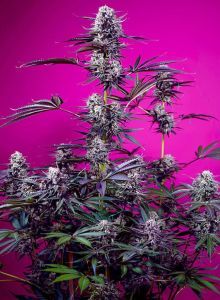 Sweet Seeds Studio 54 Stardust Automatic Hanfsamen Cannabisblüte