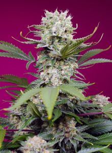 Sweet Seeds Sweet Mandarine Zkittlez XL automatic Hanfsamen