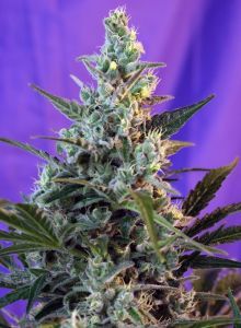 Sweet Seeds Sweet Skunk F1 Fast Version Hanfsamen