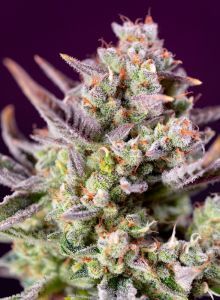 Sweet Seeds Sweet Zenzation XL automatic Hanfsamen