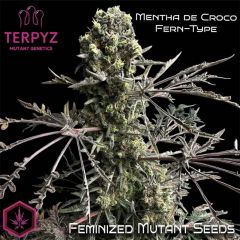 Terpyz Mutant Genetics Mentha de Croco Fern BX1 F2 Feminisierte Hanfsamen
