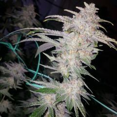The Cali Connection Buddha Tahoe OG Feminisierte Hanfsamen Blüte