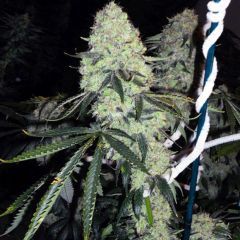 Deadhead OG Feminisiert