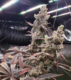 Unami Seed Co Strawzilla Feminisierte Cannabissamen