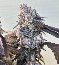Unami Seed Co Frostade Feminisierte Cannabissamen