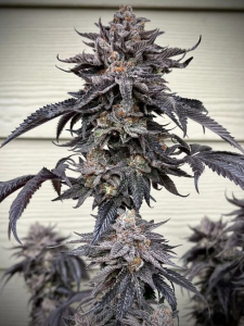 Unami Seed Co Zodaza Feminisierte Cannabissamen