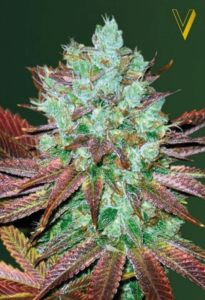 NHL Diesel Automatic