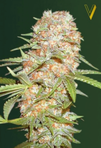 Victory Seeds Super Extra Skunk automatic Hanfsamen Blüte