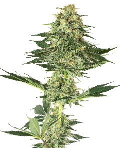 White Label Banana Kush feminisierte Hanfsamen Blüte