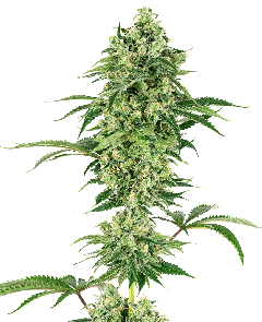 White Label Nicole Hindu Kush feminisierte Hanfsamen Blüte