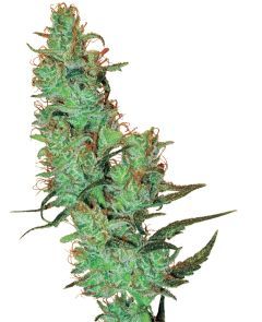 White Labes Seed Co Jack Herer Reguläre Hanfsamen Cannabisblüte