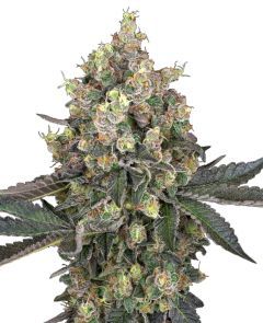 White Labes Seed Co Sweet Berry Breeze Feminisierte Hanfsamen Cannabisblüte