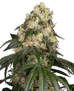 White Biscotti OG XXL Feminisiert