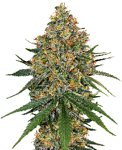 White Cheese Feminisiert