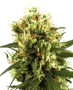 White Haze Automatic