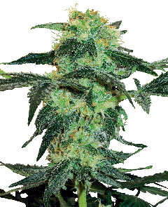 White Label White Ice feminisierte Hanfsamen Blüte