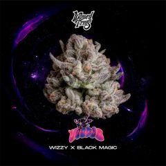 Wizard Trees Voodoo Feminisierte Cannabissamen