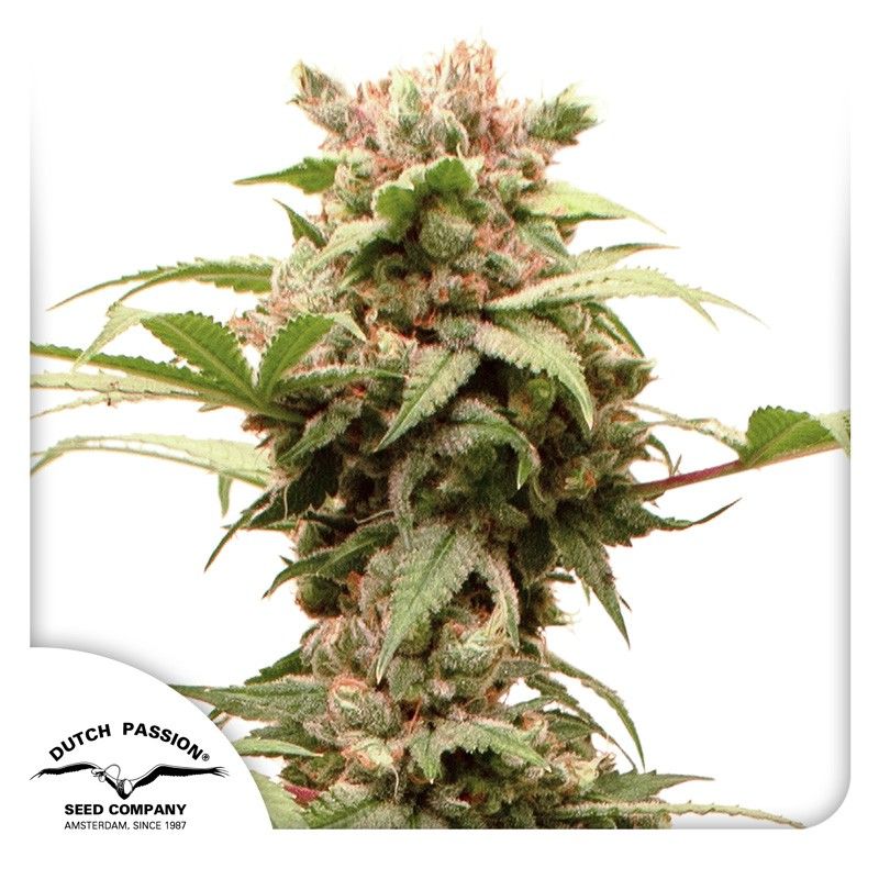 Auto CBG Force