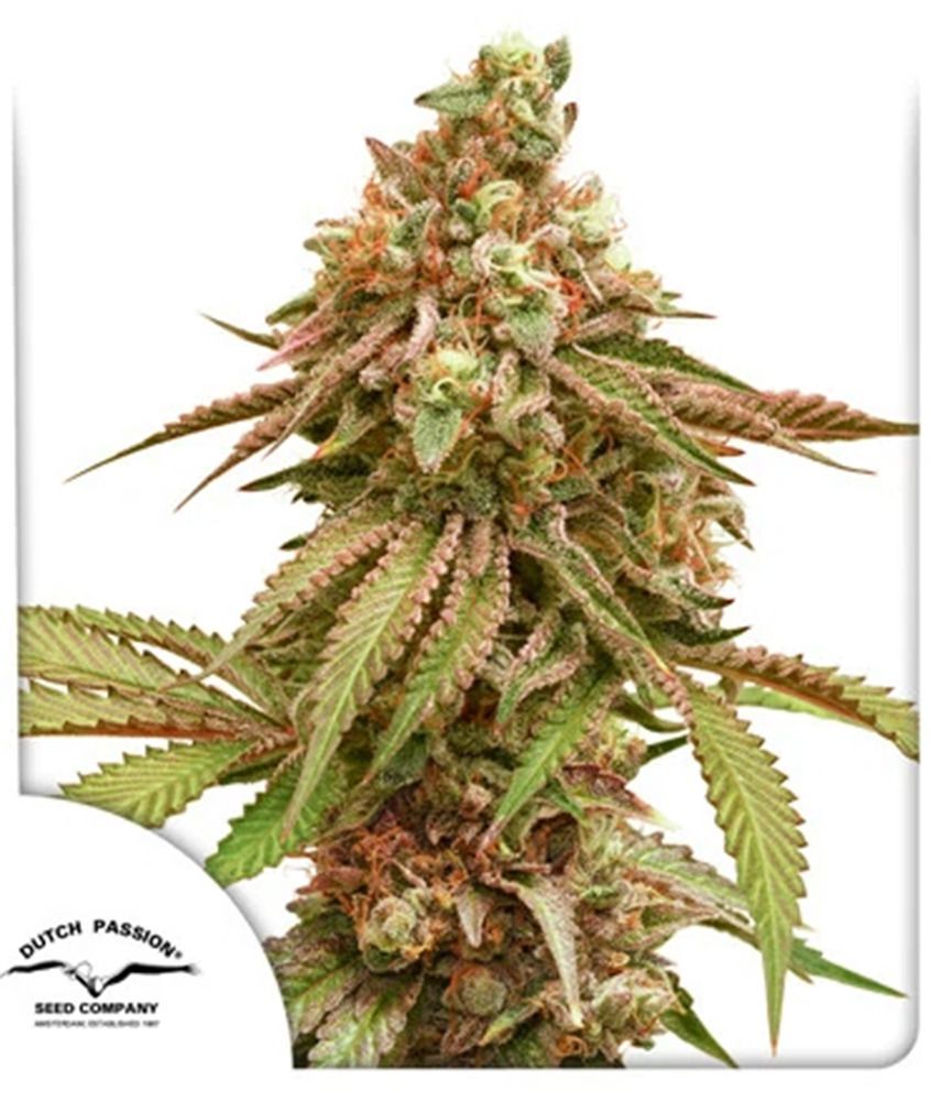 Tropical Tangie Feminisiert