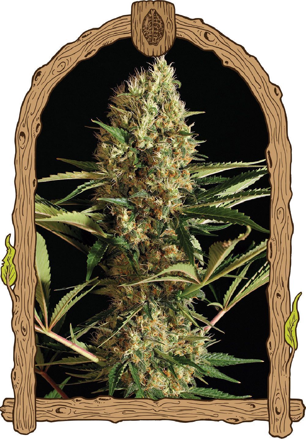 Strawberry Cube Auto
