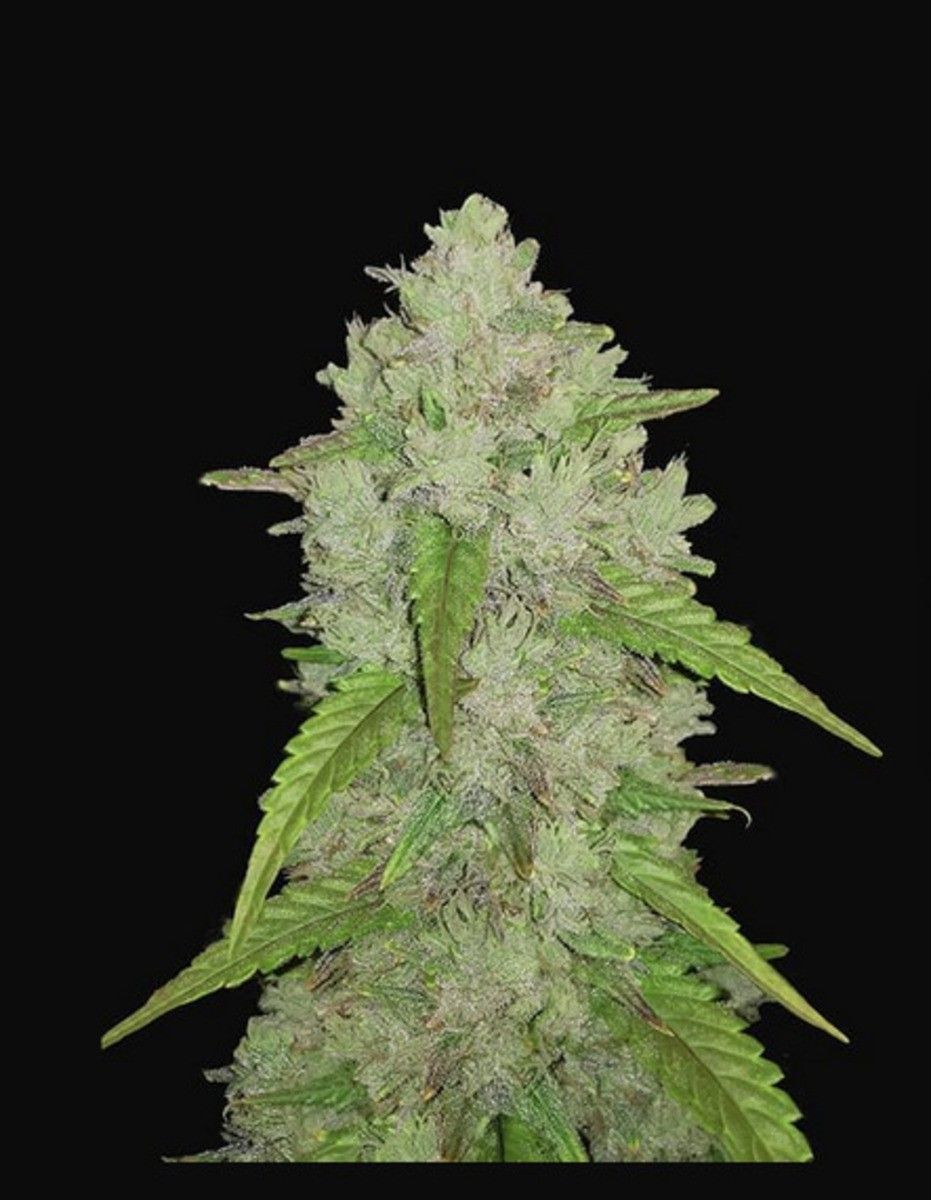 Original Amnesia Haze Auto
