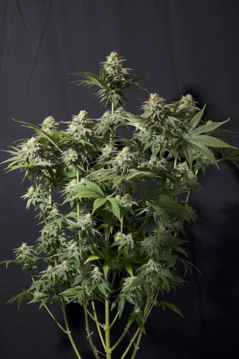 Orange Sherbet Fast Feminisiert
