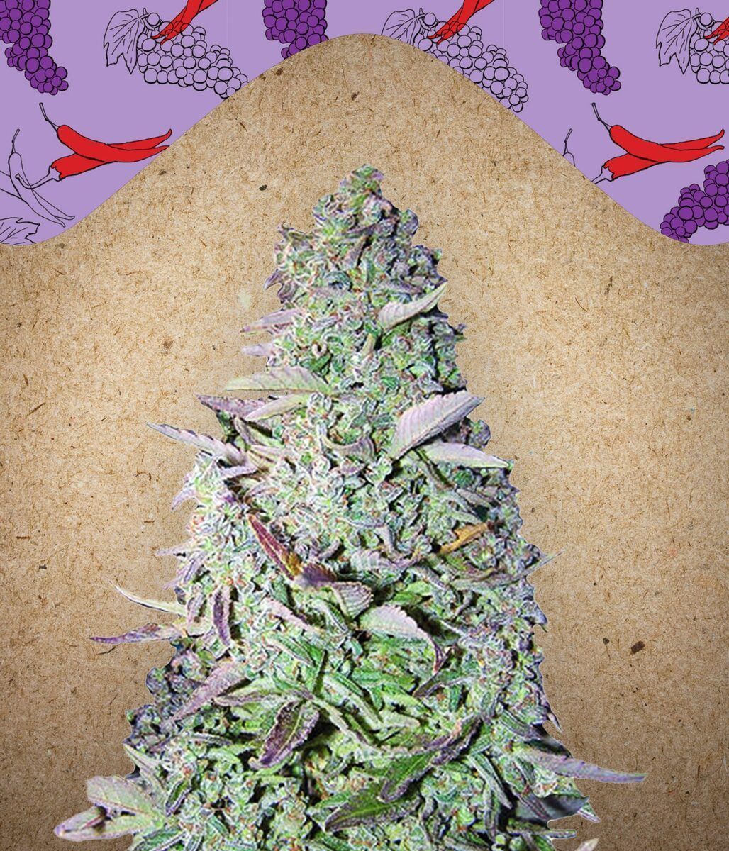 Purple Maroc Feminisiert