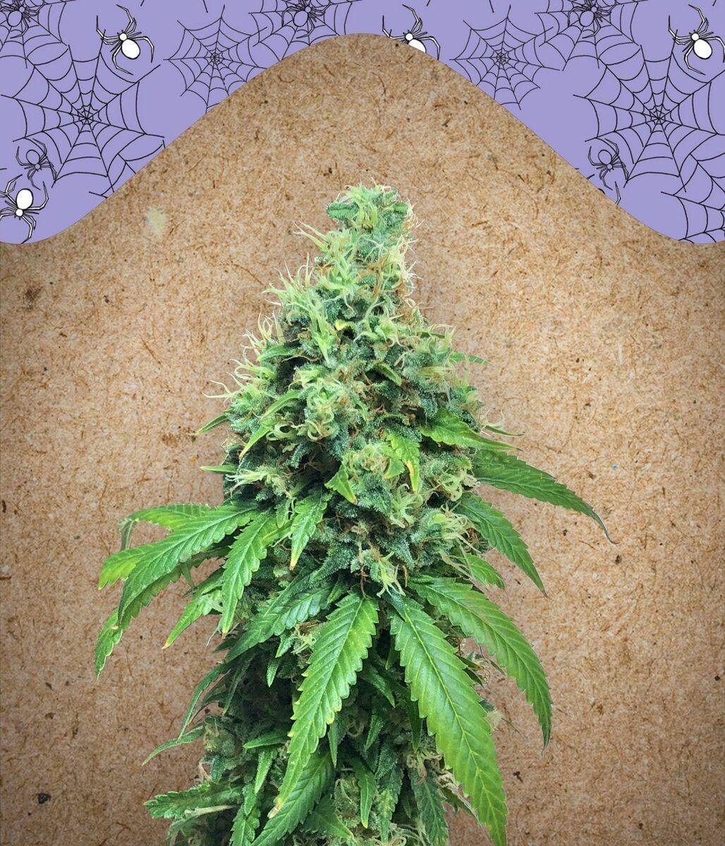 White Widow x Big Bud Feminisiert