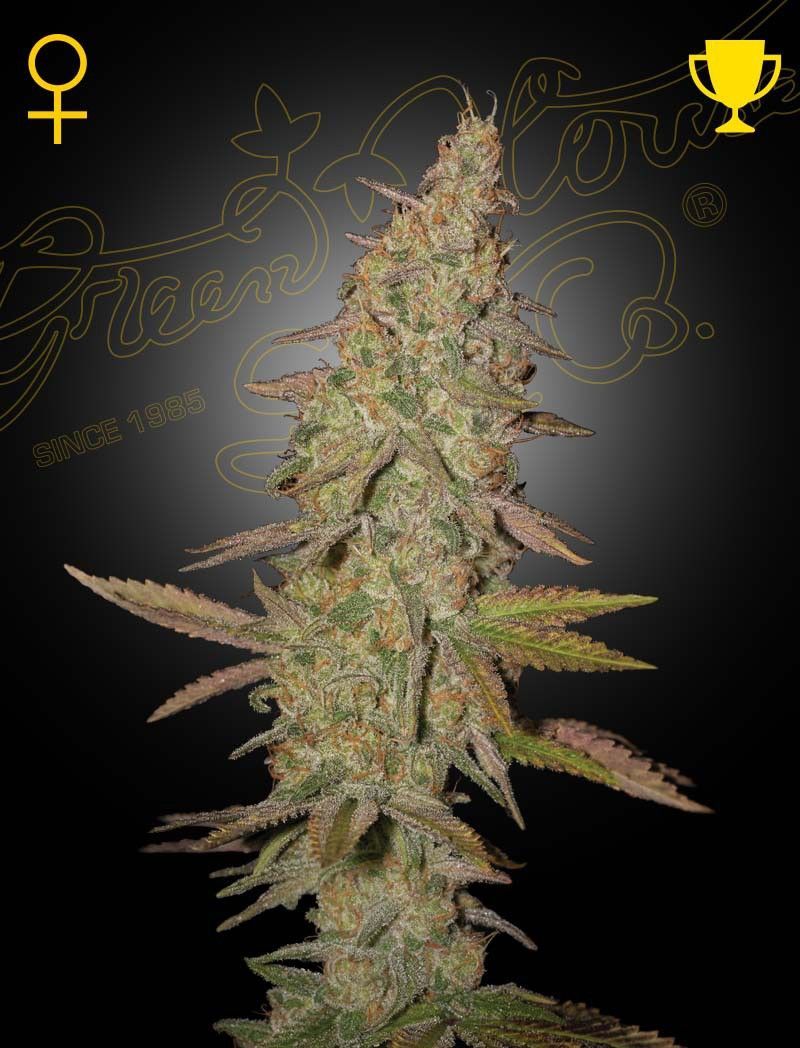 Arjan's Ultra Haze 1 Feminisiert