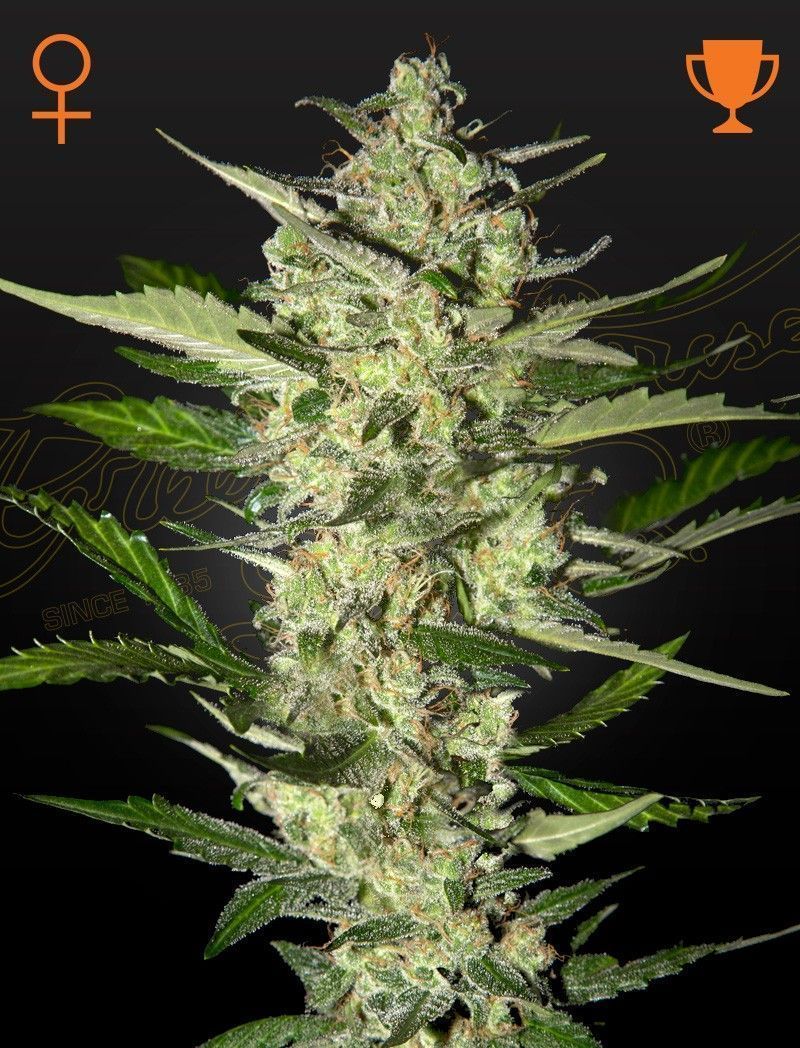 Flowerbomb Kush Feminisiert