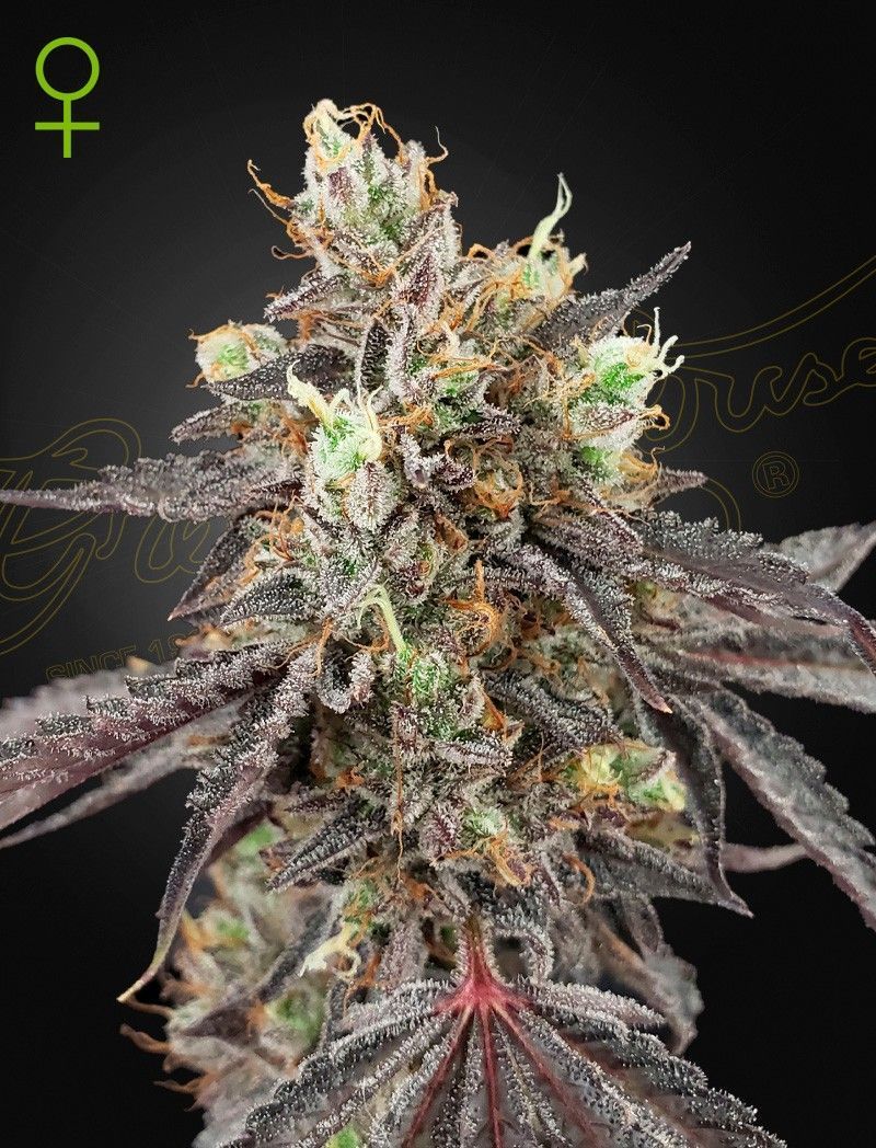 Gelato 41 x Gelato 41 Automatic