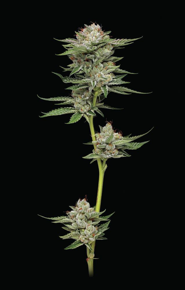 Durban Poison Auto