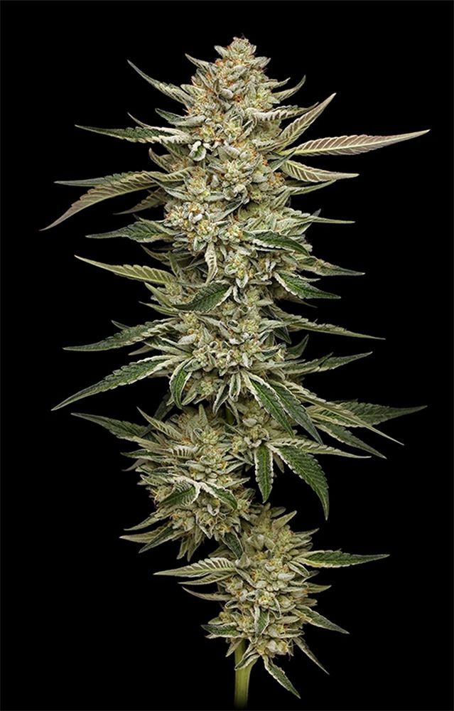 OG Triploid Auto
