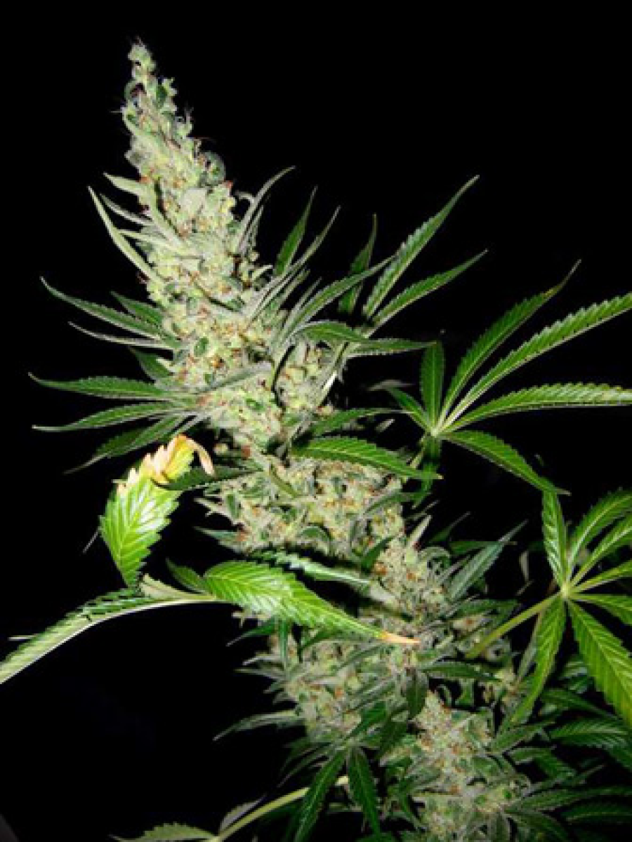 Master Kush x Skunk Regulär